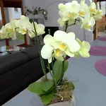 Irs Royal Irs Nadmorski Dwór Apartamento Gdańsk