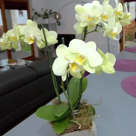 Irs Royal Irs Nadmorski Dwor Apartament Gdańsk